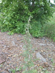 Artemisia sieversiana