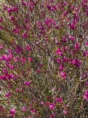 Boronia pulchella