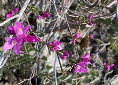 Boronia pulchella