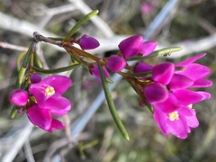 Boronia pulchella