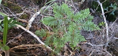 Libocedrus