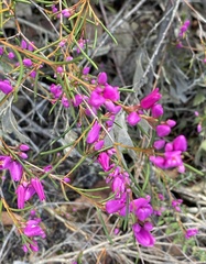 Boronia pulchella