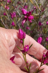 Boronia pulchella
