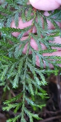 Libocedrus