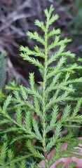 Libocedrus