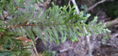 Libocedrus