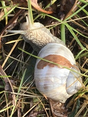 Helix pomatia