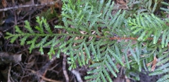 Libocedrus