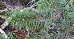 Libocedrus
