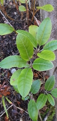 Brachyglottis laxifolia