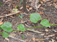 Streptothamnus moorei
