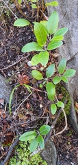 Brachyglottis laxifolia