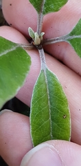 Brachyglottis laxifolia