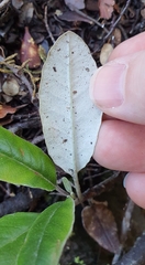 Brachyglottis laxifolia