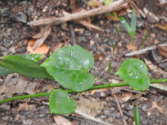 Streptothamnus moorei