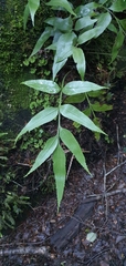 Asplenium lepidotum