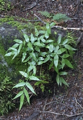 Asplenium lepidotum