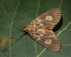Asota plagiata