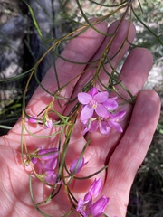 Boronia pulchella