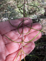 Boronia pulchella