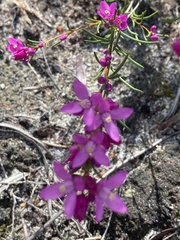 Boronia pulchella