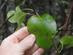 Streptothamnus moorei