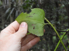 Streptothamnus moorei