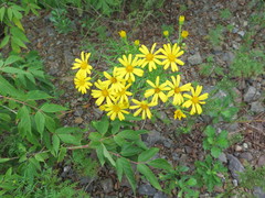 Jacobaea erucifolia argunensis