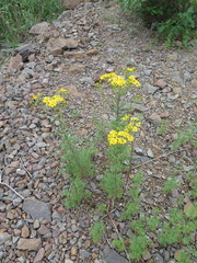 Jacobaea erucifolia argunensis