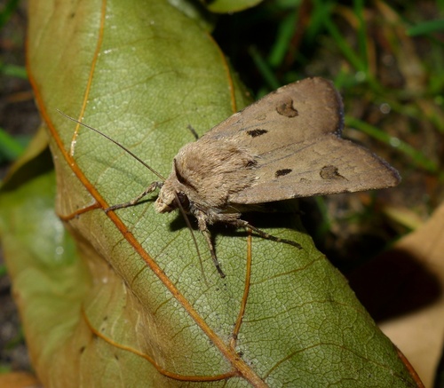 Heart and Dart, photo 6 of 10