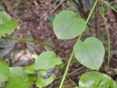 Streptothamnus moorei