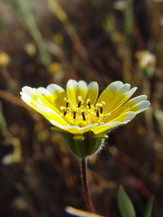 Layia platyglossa