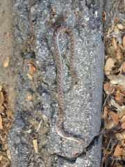 Hypsiglena ochrorhynchus