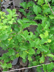 Celastrus orbiculatus