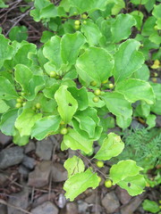 Celastrus orbiculatus