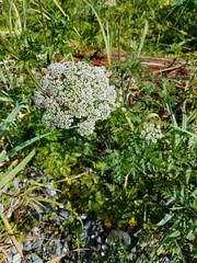 Conioselinum gmelinii