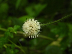 Dipsacus inermis
