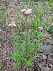 Eupatorium lindleyanum
