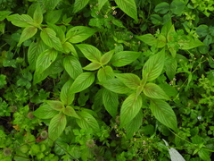 Perilla