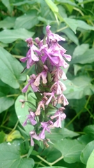 Platanthera peramoena