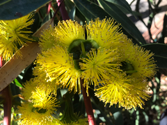 Eucalyptus erythrocorys