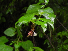 Leycesteria formosa
