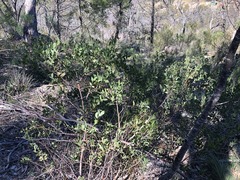Acacia pubifolia