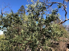 Acacia pubifolia