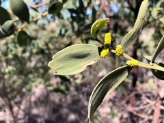 Acacia pubifolia