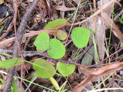Homalanthus populifolius