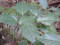 Dendrocnide photiniiphylla