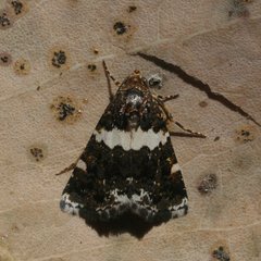 Epopsima fasciolata