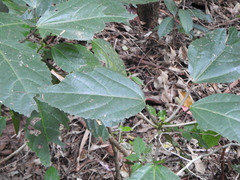 Dendrocnide photiniiphylla