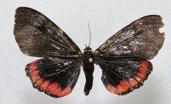 Dysschema leucophaea